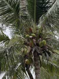 Overwater Romance and Family-Fun at Avillion Port Dickson
