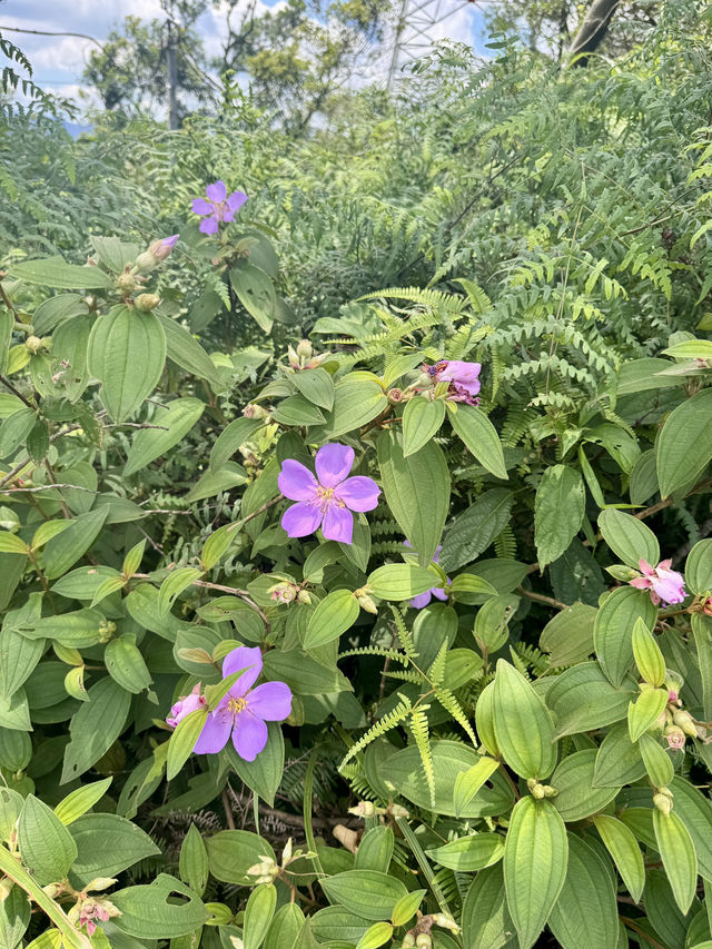 週末去哪裡 ｜ 象山登高望遠野餐趣