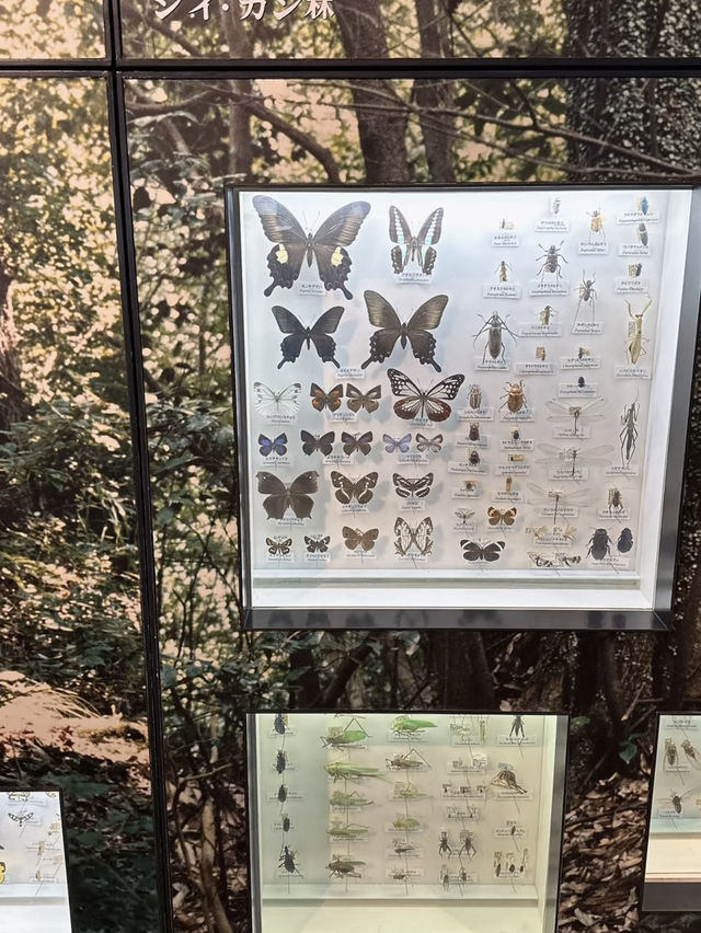 A Deep Exploration of Nature – My Visit to the Osaka Museum of Natural History 🦕