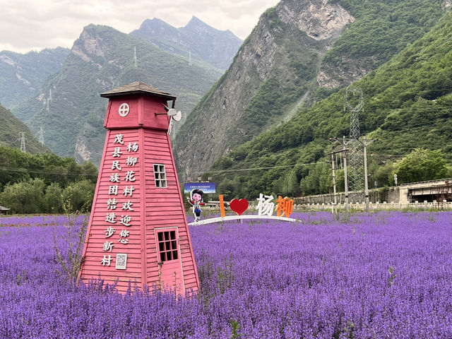   💜 Lavender Fields + Ancient Qiang Vibes at Yangliu Village