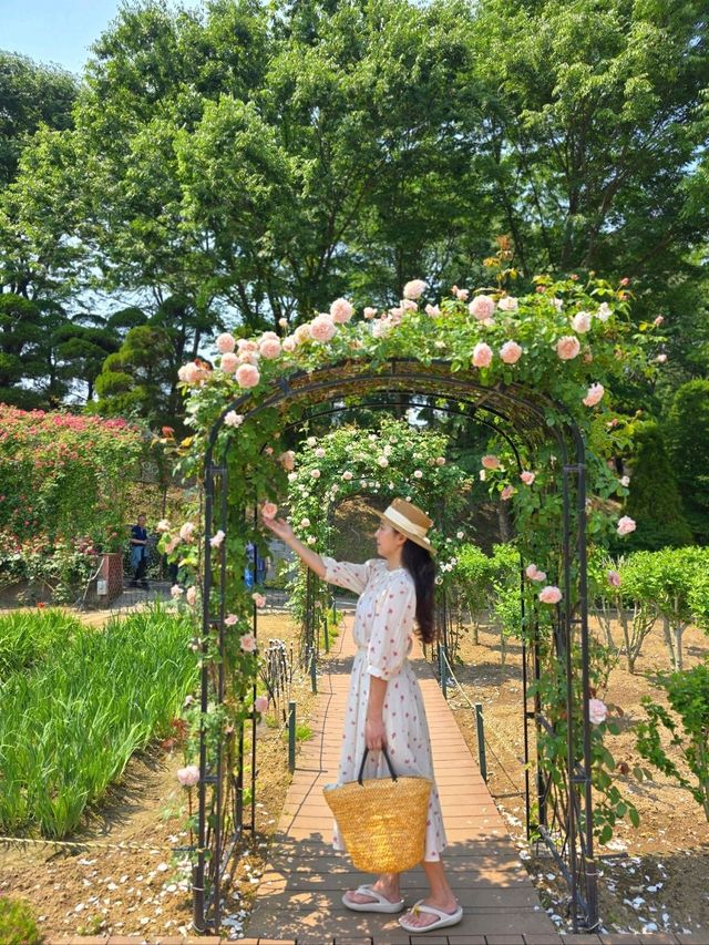 곰돌이와 장미를 볼수있는 세종 여행코스🧡