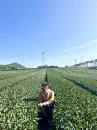 Jeju’s Innisfree Café & Green Tea Fields – A Dreamy Stop for Beauty Lovers and Nature Seekers
