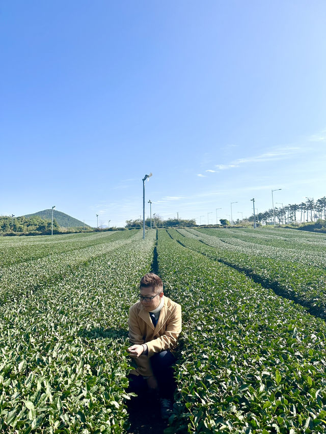 Jeju’s Innisfree Café & Green Tea Fields – A Dreamy Stop for Beauty Lovers and Nature Seekers