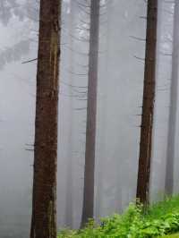 🌲神秘の森で癒しの時間を。黒い森で自然と心がつながる旅🍃