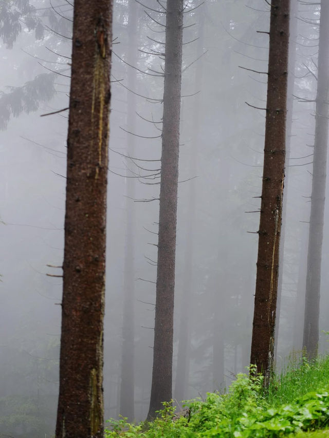 🌲神秘の森で癒しの時間を。黒い森で自然と心がつながる旅🍃
