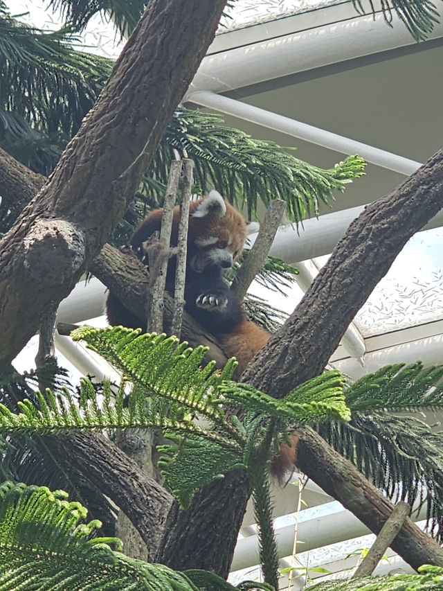 Weekend Chill at River Wonders 🐼🌿