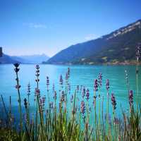 🏞️✨ Summer Weekend at Lake Brienz (Iseltwald): Swiss Fairytale by the Water 
