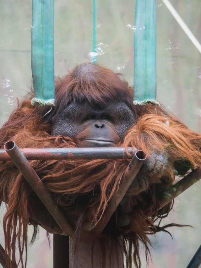 【神戸市立王子動物園】パンダもレトロ遊園地も！家族もカップルも楽しめる癒しスポット🐾🎡
