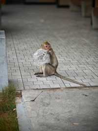 Attractions to visit in Khao Kheow Open Zoo