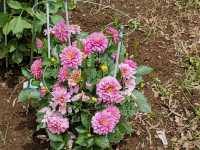 A Floral Escape at Yoyogi Park