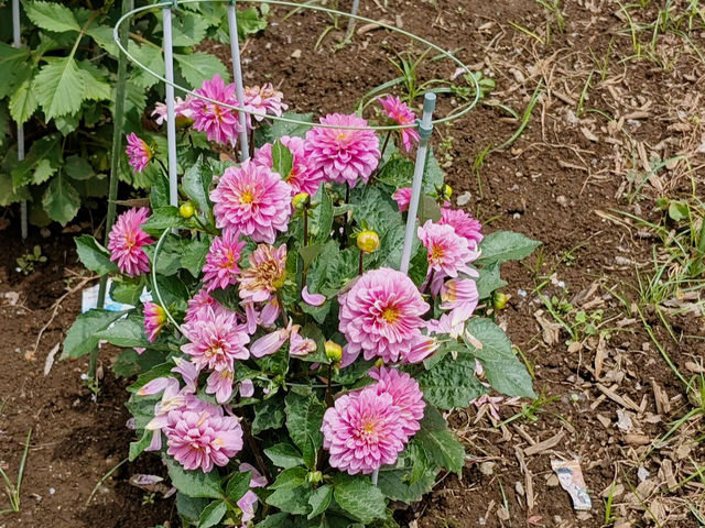 A Floral Escape at Yoyogi Park