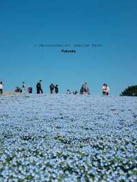 Uminonakamichi Seaside Park | Fukuoka