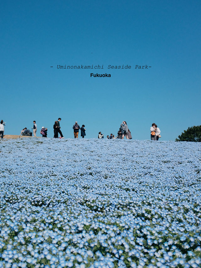 Uminonakamichi Seaside Park | Fukuoka
