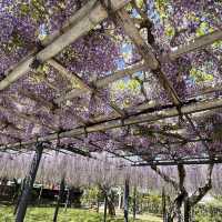 🌸🇯🇵 Uji Wisteria – A Purple Curtain Over Kyoto’s Phoenix Hall