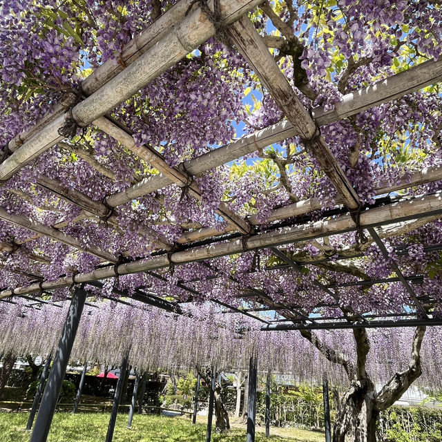 🌸🇯🇵 Uji Wisteria – A Purple Curtain Over Kyoto’s Phoenix Hall
