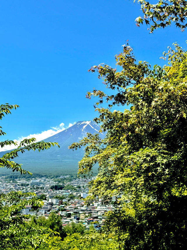 🗻🌸 2D1N Mount Fuji | Chill Escape to Kawaguchiko
