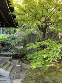 🌸🪷🌊 Hasedera Temple – Where Flowers Meet the Sea in Kamakura