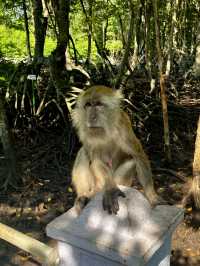 Setiawan in a Day: From Heritage to Mangrove Mischief