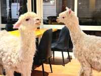 David & Alpaca Café: Coffee, Cuddles and Cuties in Taipei