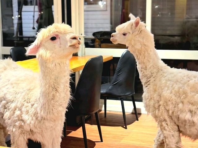 David & Alpaca Café: Coffee, Cuddles and Cuties in Taipei