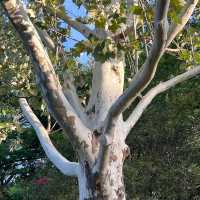 Lady Bird Lake & Hike–Bike Trail – Austin