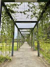 City Green Escape: Where KL Slows Down at Taman Pudu Ulu