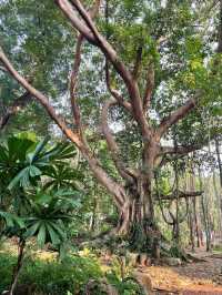 Jungle Hike at Khao Chamao Waterfall 