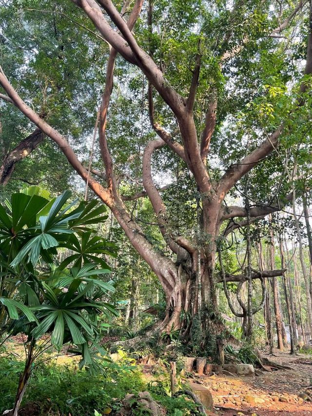 Jungle Hike at Khao Chamao Waterfall 
