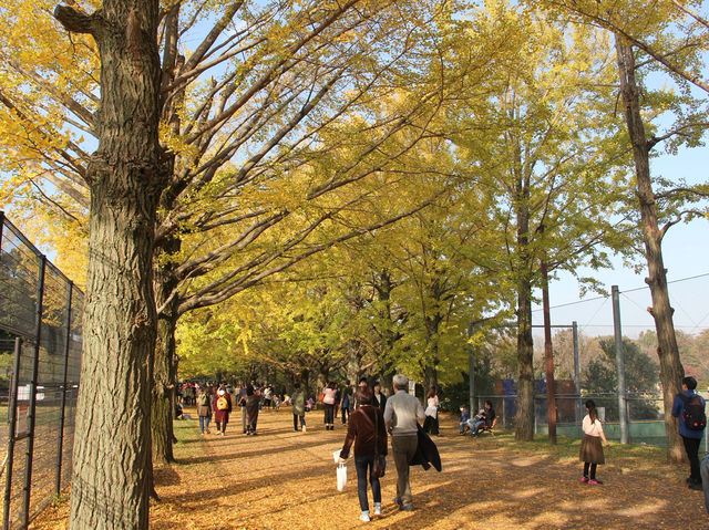 【昭和記念公園の紅葉｜東京都立川市 「秋が降ってくる。黄金のトンネルを歩く贅沢な時間」】