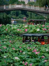 “Lotus Dream Lake”