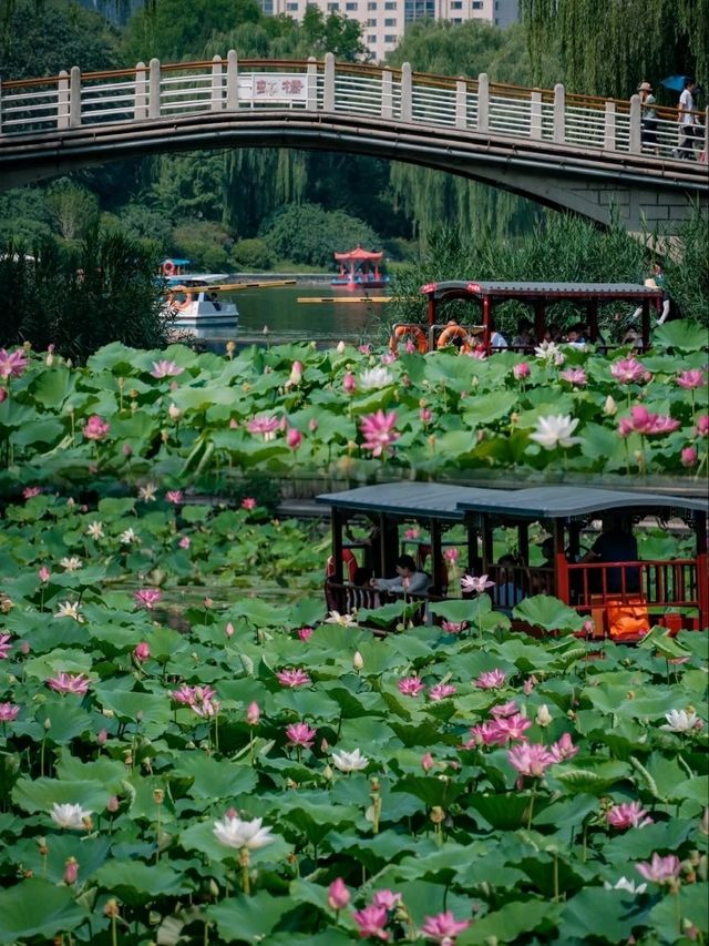  “Lotus Dream Lake”