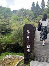 🌲 Walk Among the Clouds: Alishan Suspension Bridge