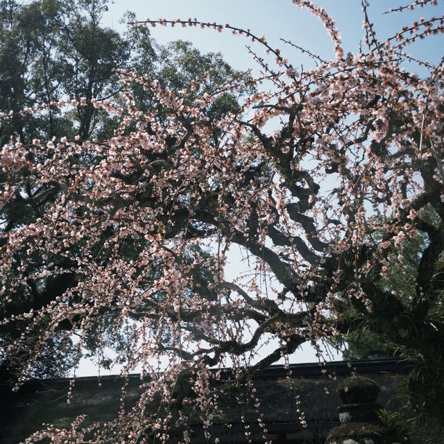福岡-太宰府天滿宮