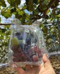 🍇 Grapes picking at Ishihara Orchard
