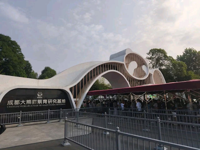 “Panda Paradise: Chengdu’s Living Conservation Garden”