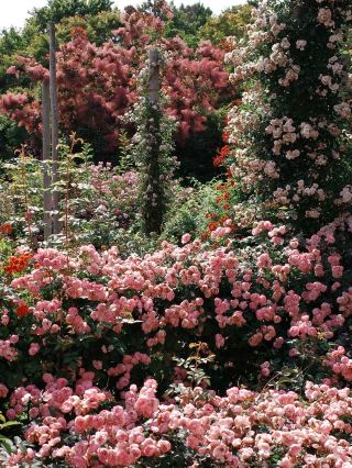 東京近郊的皇家花園秘境 – 京成玫瑰園
