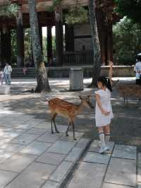 [나라공원] 사슴 구경🦌