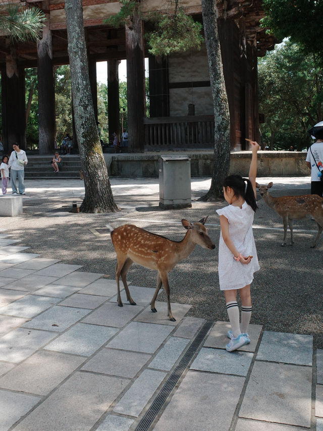 [나라공원] 사슴 구경🦌