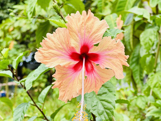 山林的呼吸,是旅行最溫柔的節奏。 山林的呼吸,是旅行最溫柔的節奏。
