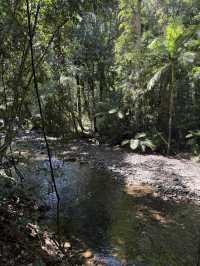 ケアンズ🇦🇺 デインツリー🌳マジャボードウォーク散策!