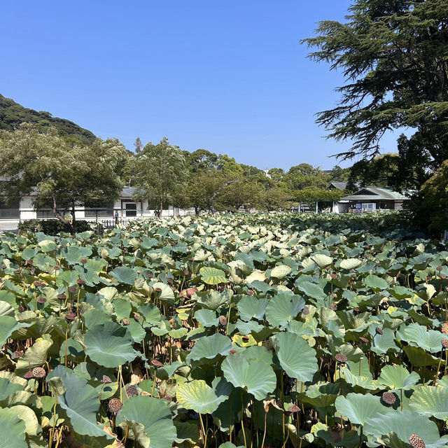 The Setting: Genpei Pond (源平池 - Genpei Ike)
