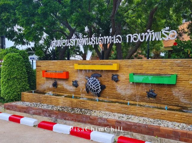 ศูนย์อนุรักษ์พันธุ์เต่าทะเล กองทัพเรือ สัตหีบ