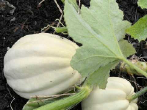 Kew Gardens (큐 가든, Royal Botanic Gardens)