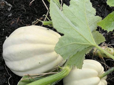 Kew Gardens (큐 가든, Royal Botanic Gardens)