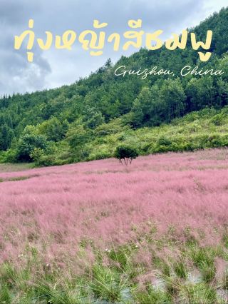 🌸 Pink Grassland, Guiyang 🇨🇳