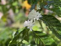 สวนยาหลวง จ.น่าน