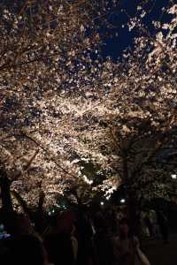 千鳥淵夜櫻介紹
