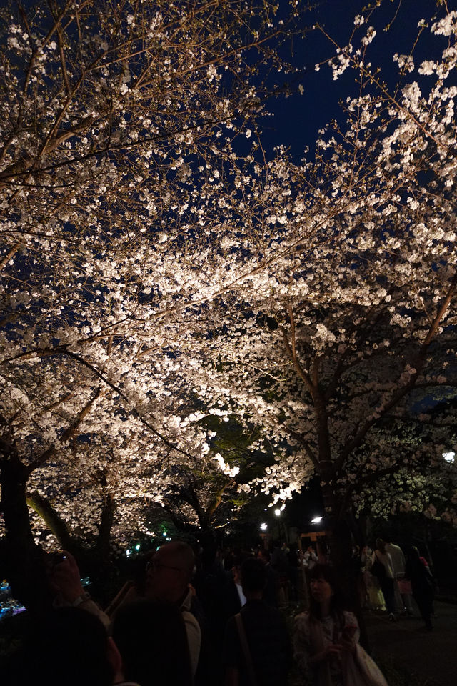 千鳥淵夜櫻介紹
