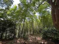 🌸 Ten-Mile Fragrant Path (十里芳径) — The Heart of Yuantouzhu 🌸