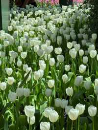 สวนทิวลิป Miracle of Natural จ.ระยอง 🌷🌷🌷